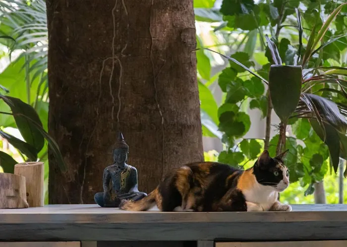 Hotel Through The Looking Glass Wellness Retreat Siem Reap